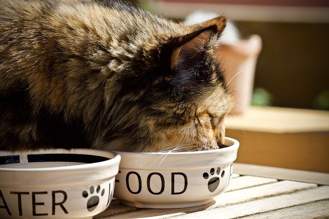Jak zbytečně neplýtvat s krmivem pro kočku